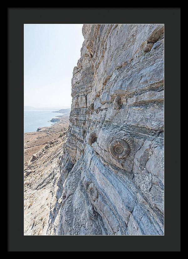 Fossilized Treasures Of Time