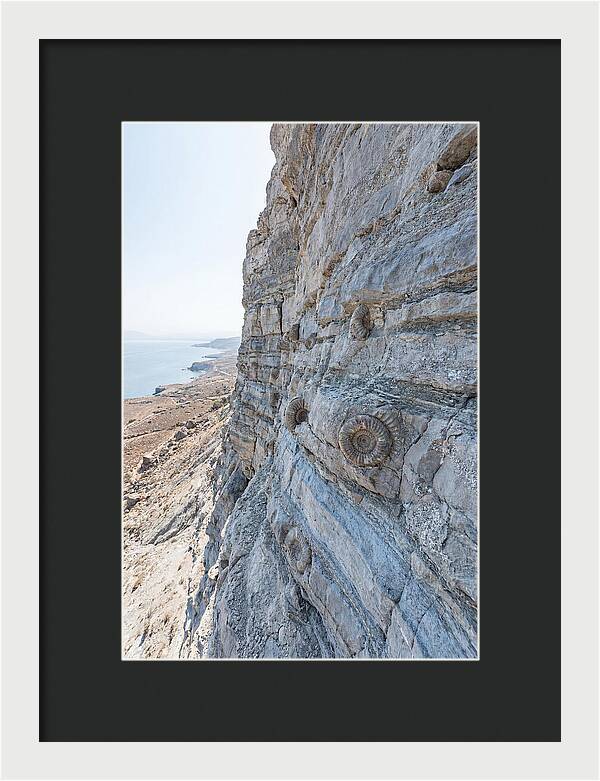 Fossilized Treasures Of Time