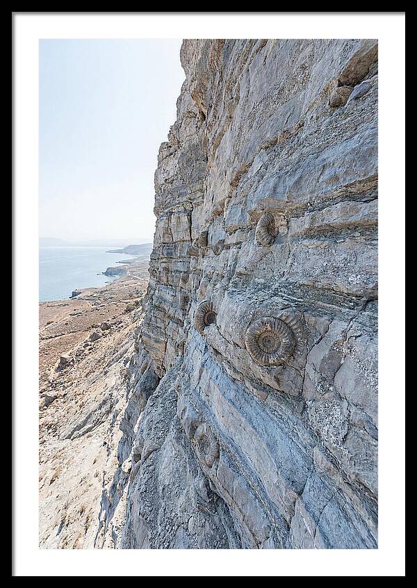 Fossilized Treasures Of Time