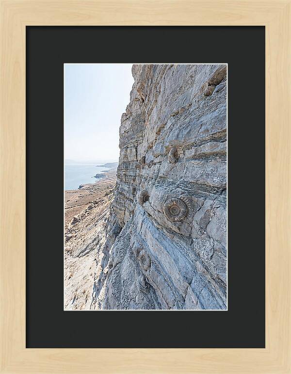 Fossilized Treasures Of Time