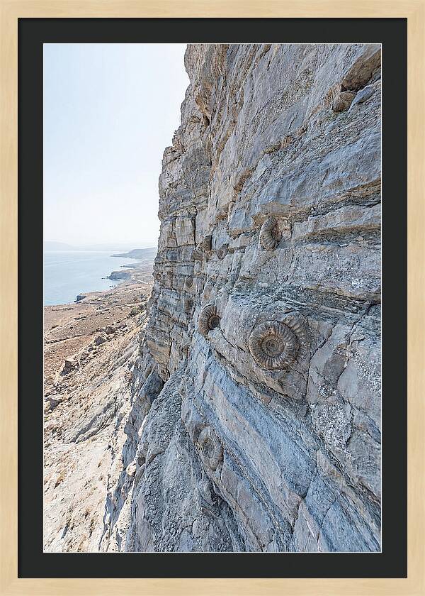 Fossilized Treasures Of Time