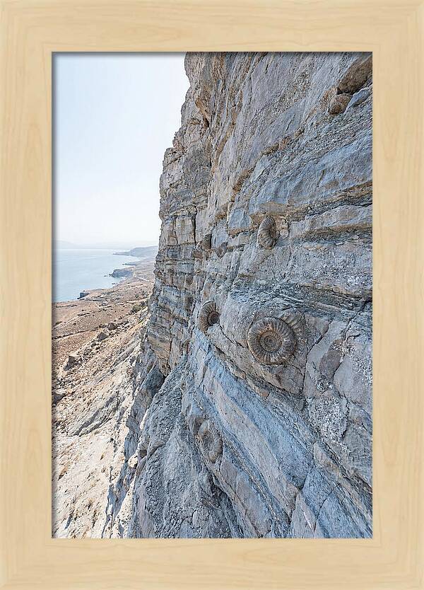 Fossilized Treasures Of Time
