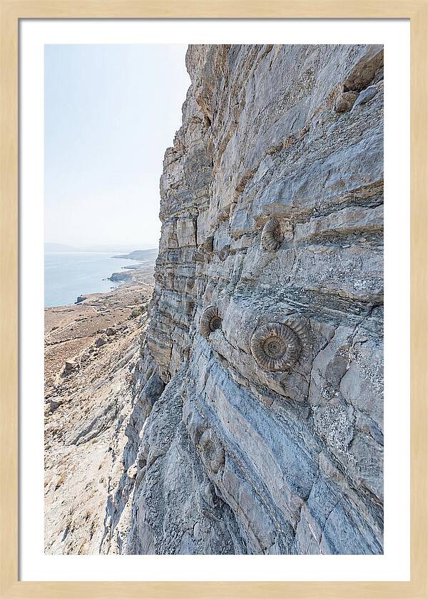 Fossilized Treasures Of Time