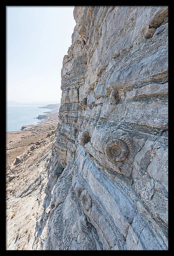 Fossilized Treasures Of Time