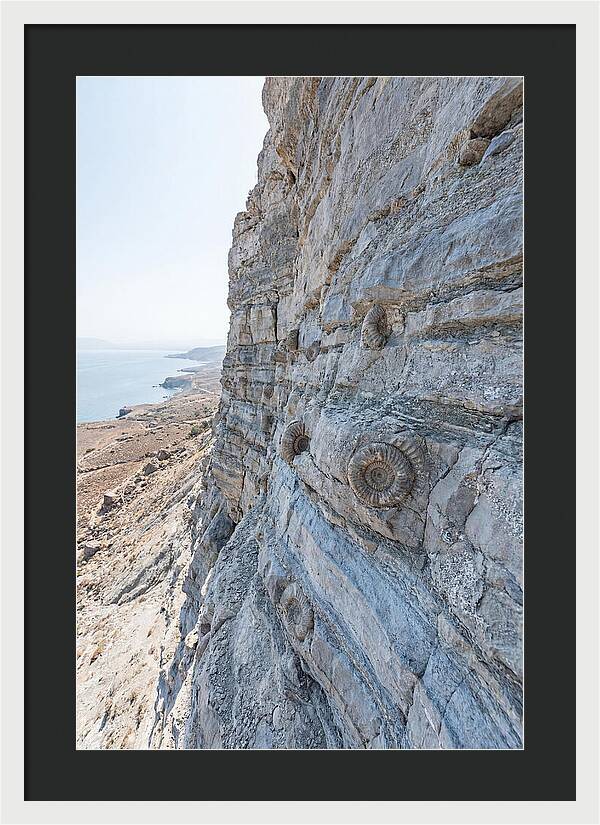 Fossilized Treasures Of Time
