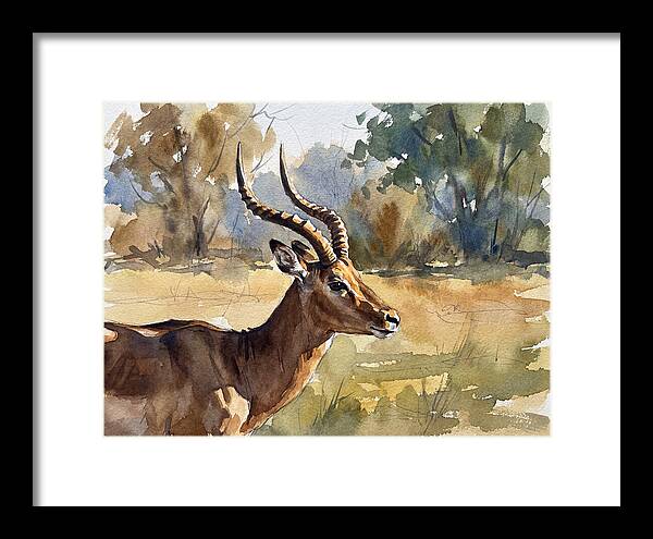 Four Horned Antelope Portrait