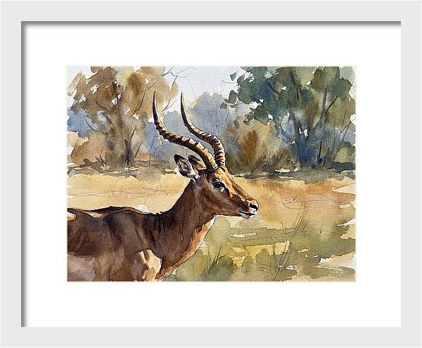 Four Horned Antelope Portrait