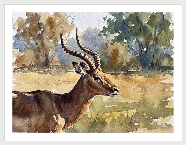 Four Horned Antelope Portrait