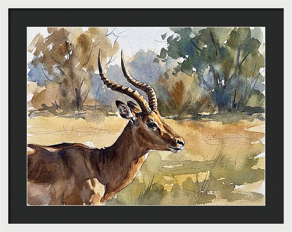 Four Horned Antelope Portrait
