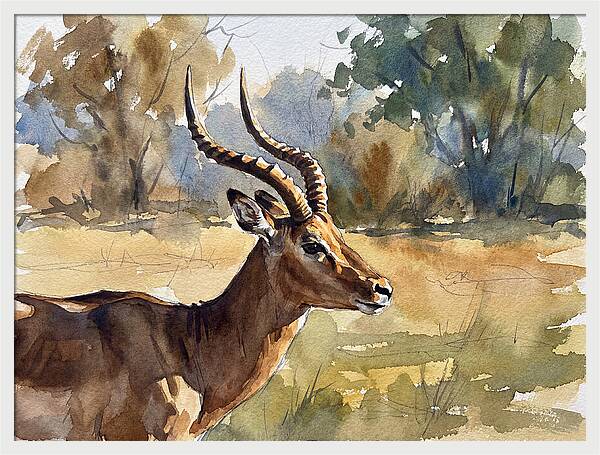Four Horned Antelope Portrait