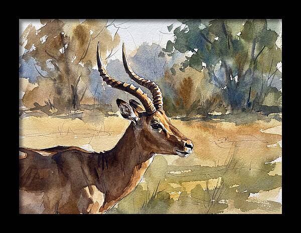 Four Horned Antelope Portrait