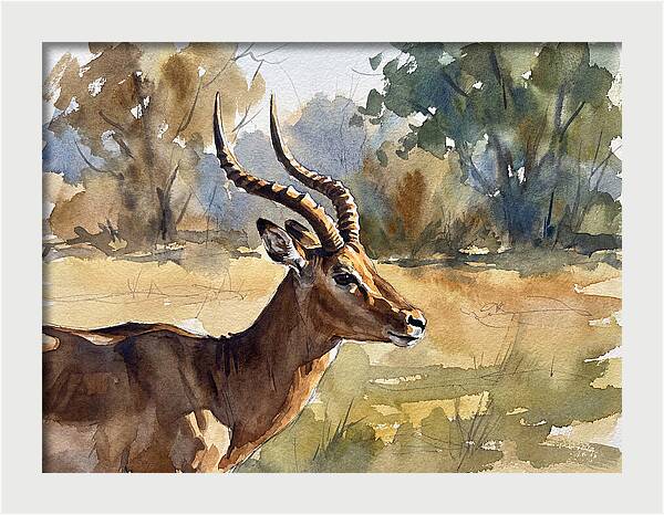 Four Horned Antelope Portrait