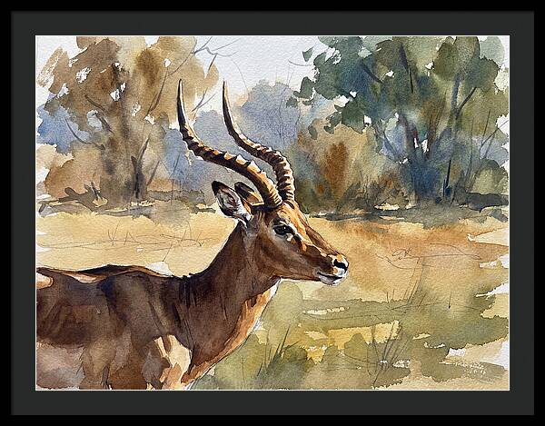 Four Horned Antelope Portrait