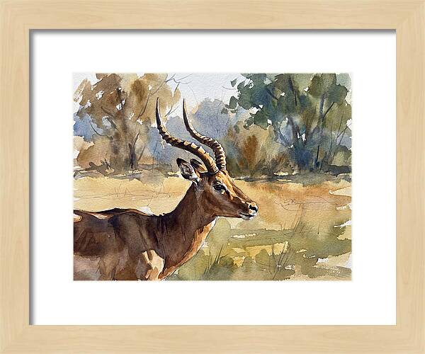 Four Horned Antelope Portrait