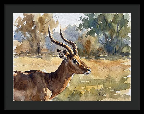 Four Horned Antelope Portrait