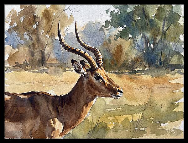 Four Horned Antelope Portrait