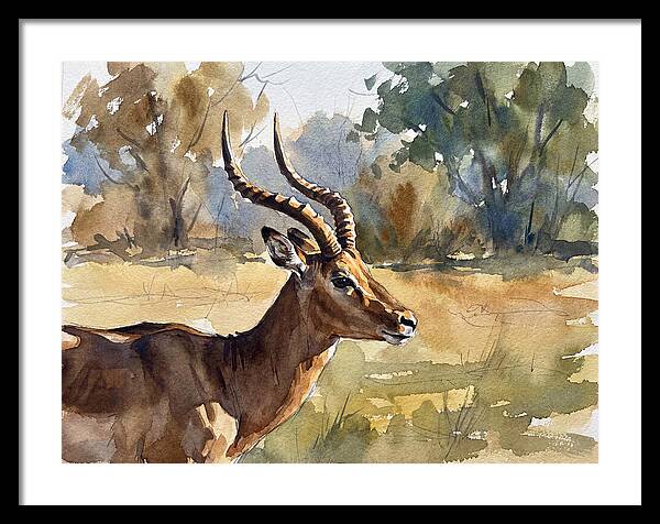 Four Horned Antelope Portrait