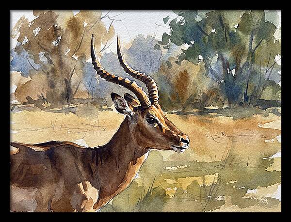 Four Horned Antelope Portrait