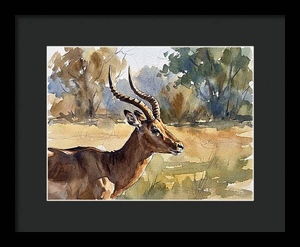 Four Horned Antelope Portrait