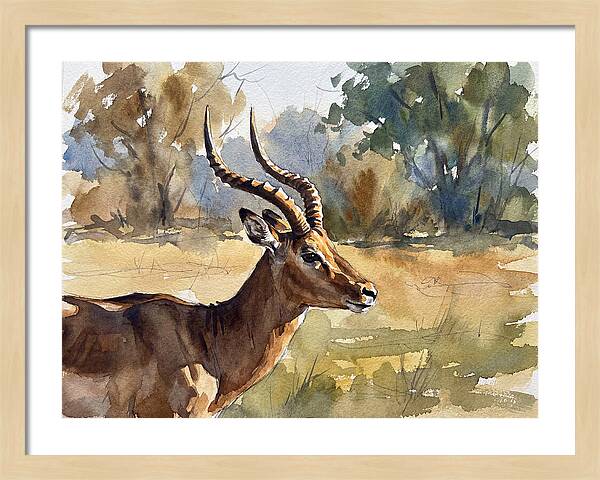 Four Horned Antelope Portrait