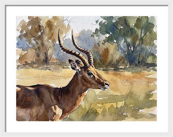 Four Horned Antelope Portrait