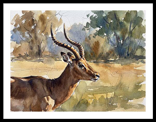 Four Horned Antelope Portrait