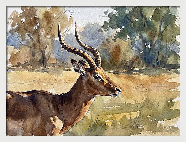Four Horned Antelope Portrait