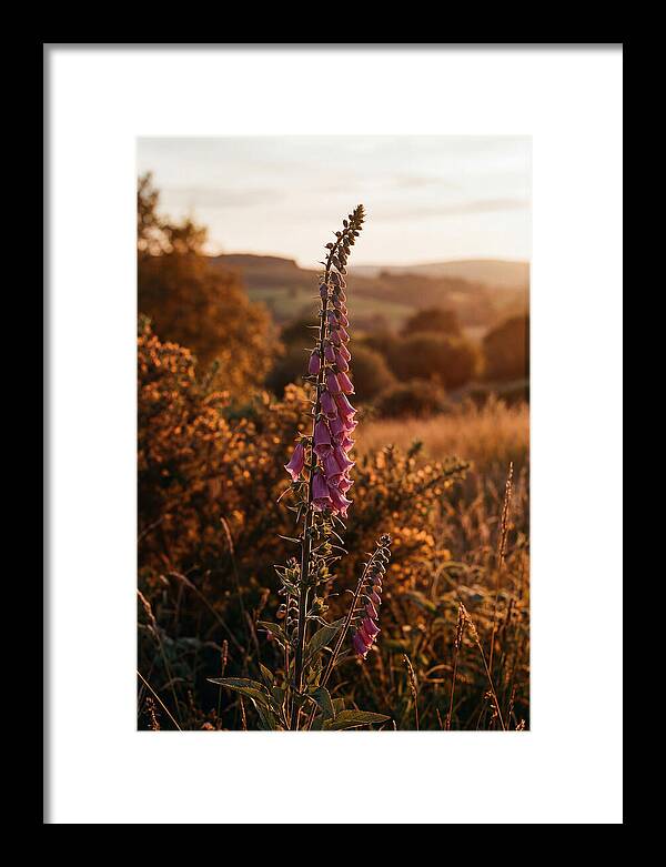 Foxglove Tower In Autumn Light