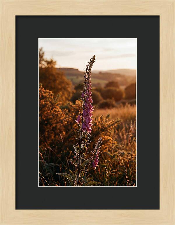 Foxglove Tower In Autumn Light