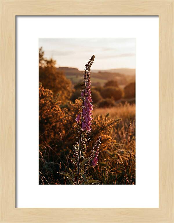 Foxglove Tower In Autumn Light