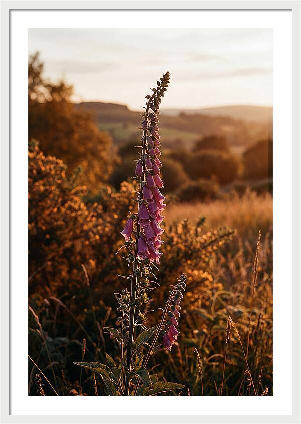 Foxglove Tower In Autumn Light