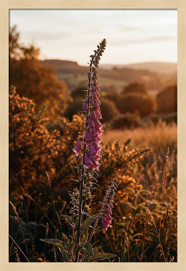 Foxglove Tower In Autumn Light