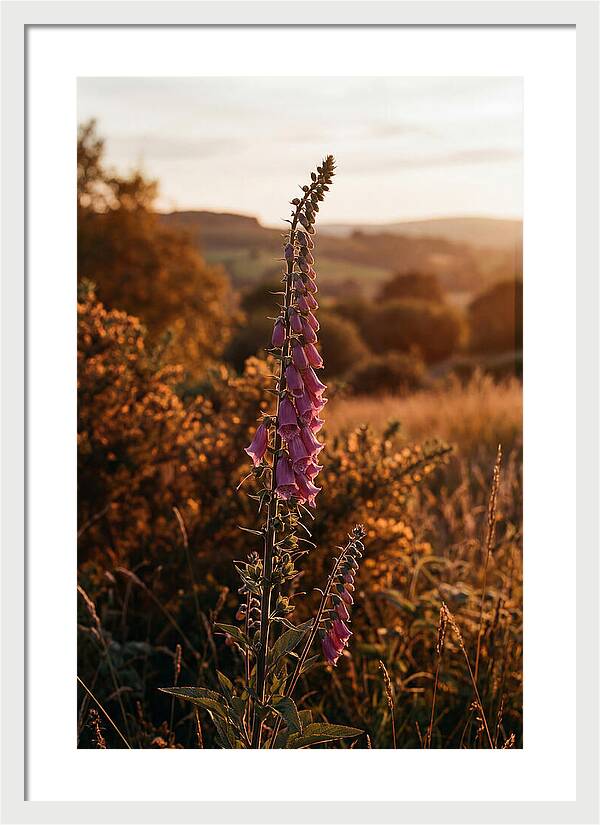 Foxglove Tower In Autumn Light