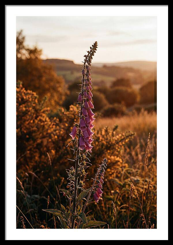 Foxglove Tower In Autumn Light