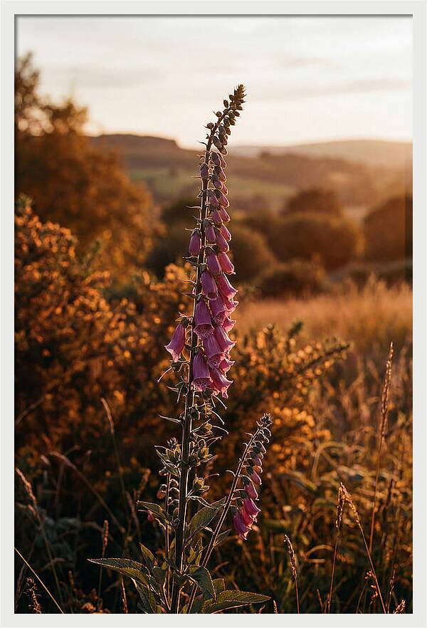 Foxglove Tower In Autumn Light