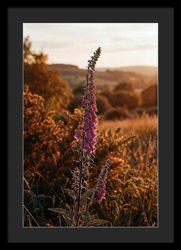 Foxglove Tower In Autumn Light