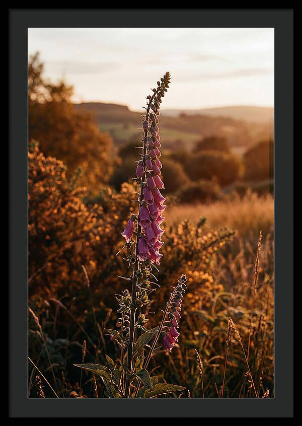 Foxglove Tower In Autumn Light