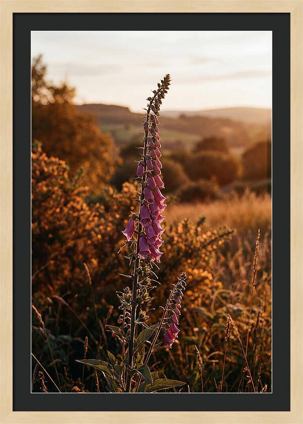 Foxglove Tower In Autumn Light