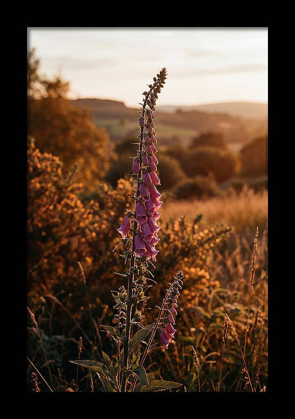 Foxglove Tower In Autumn Light