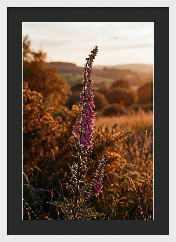 Foxglove Tower In Autumn Light