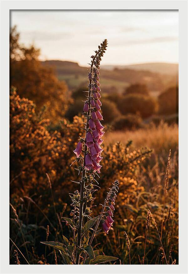 Foxglove Tower In Autumn Light