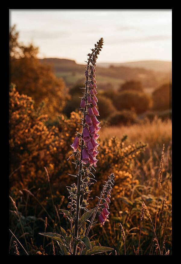 Foxglove Tower In Autumn Light