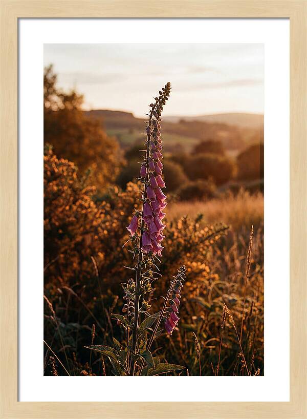 Foxglove Tower In Autumn Light