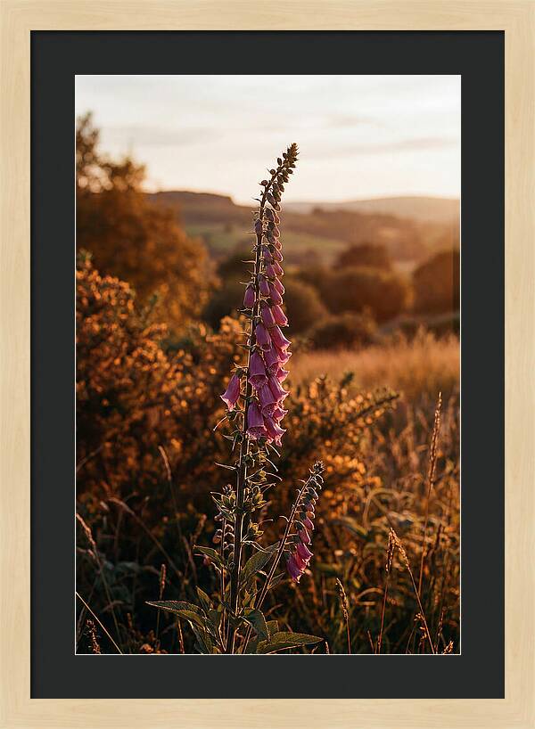 Foxglove Tower In Autumn Light