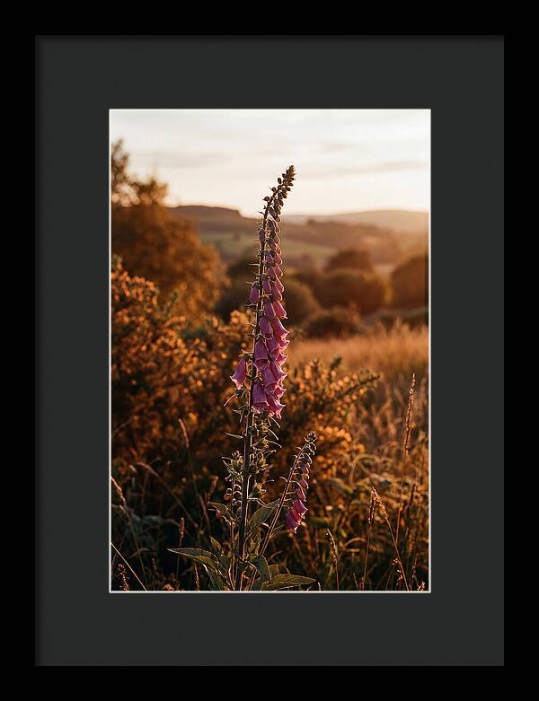 Foxglove Tower In Autumn Light