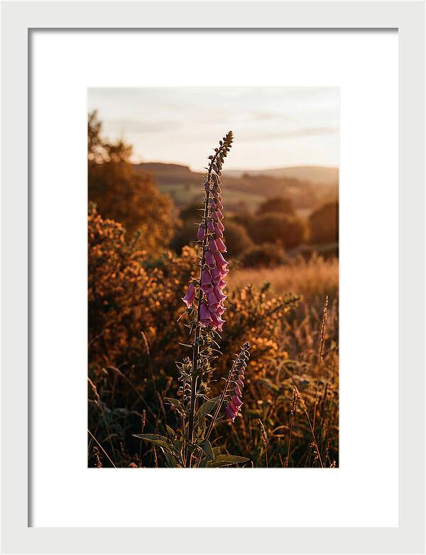 Foxglove Tower In Autumn Light