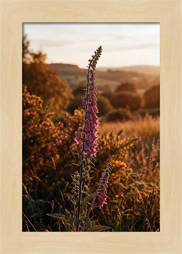 Foxglove Tower In Autumn Light