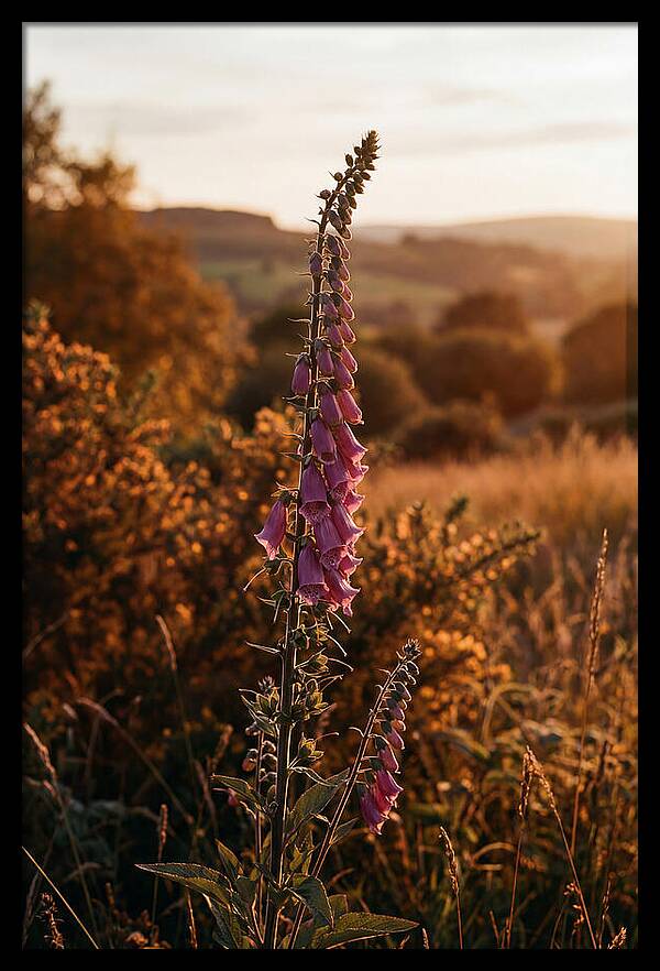 Foxglove Tower In Autumn Light