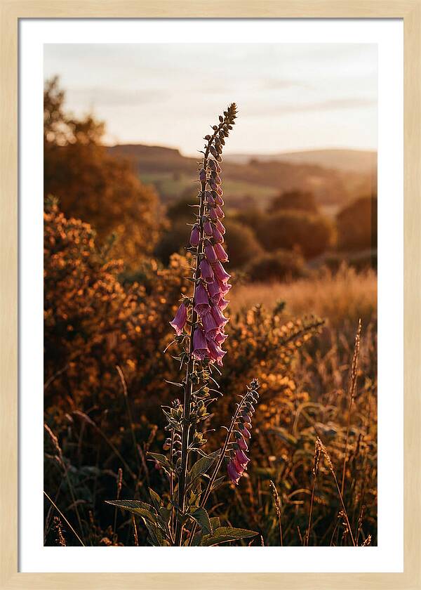 Foxglove Tower In Autumn Light