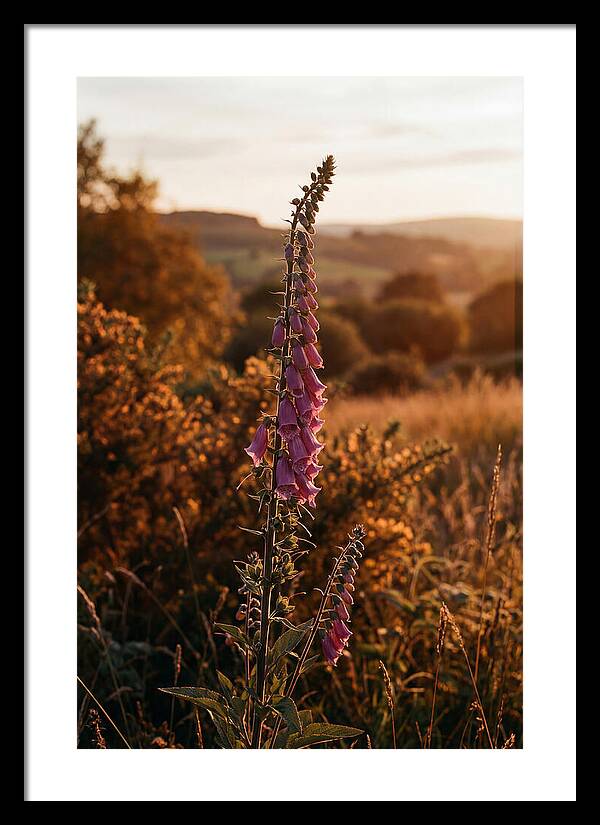 Foxglove Tower In Autumn Light